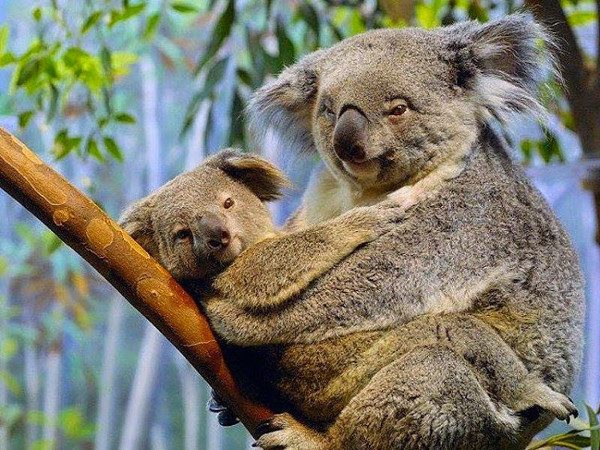 Surprising Facts About Koalas