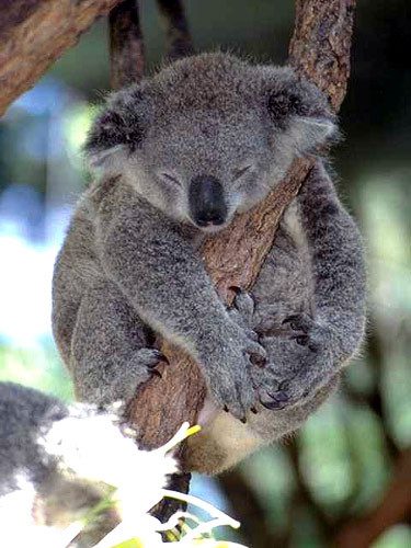 Surprising Facts About Koalas