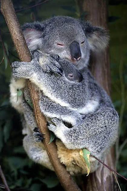 Surprising Facts About Koalas