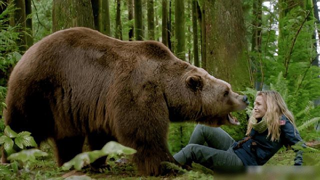 Brown bears are among the largest bear species