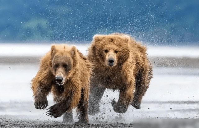 Despite their massive size, brown bears are very agile