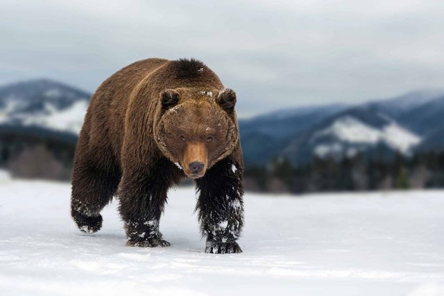 Brown bears are very territorial and can attack humans if they feel threatened.