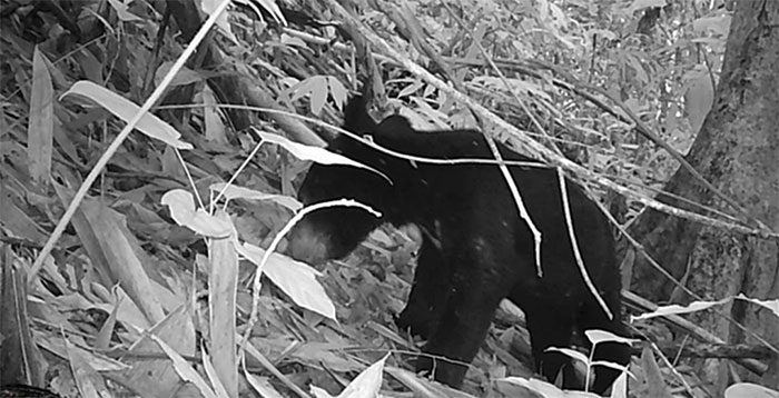 Camera trap records the presence of moon bears in Pù Hu Nature Reserve.