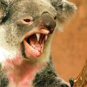 Photoshopped depiction of a drop bear.