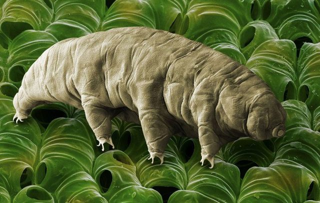 Tardigrade