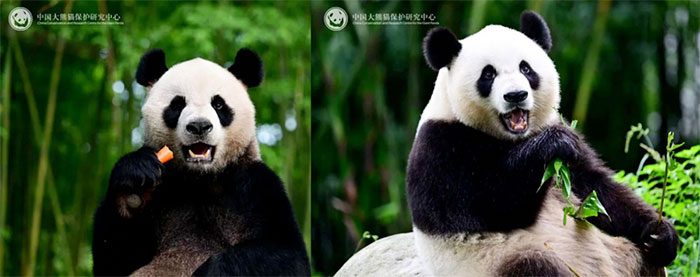 A pair of giant pandas gifted to Hong Kong.