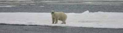 gau polar bear male