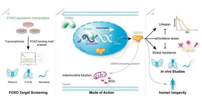 Mechanism of the OSER1 gene in regulating lifespan.