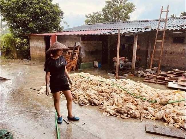 The Ministry of Health advises residents not to use dead livestock or poultry due to flooding for food