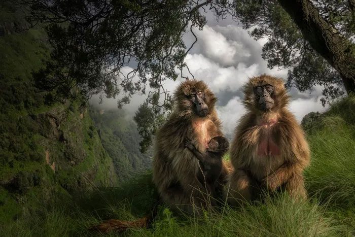 Gelada Family