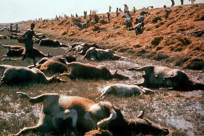 Livestock casualties during Cyclone Bhola.