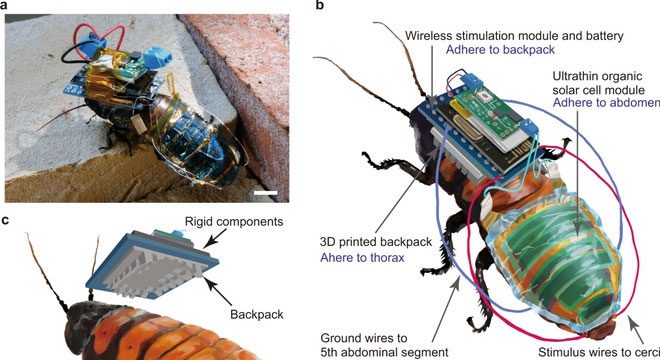 Diagram of the electronic components of the cyborg cockroach