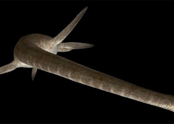 giant monster with a 10m long snake head 100 million years old seen in australia 124610