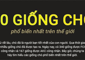 giong cho pho bien tren the gioi 650