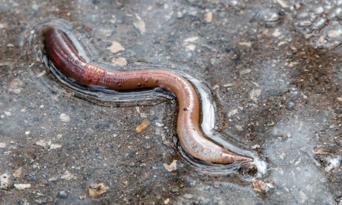 Earthworms often crawl up when it rains.