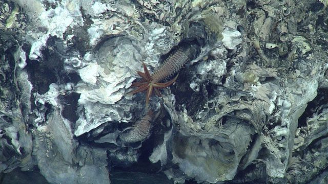 Pompeii worms have extreme adaptability to high temperatures.