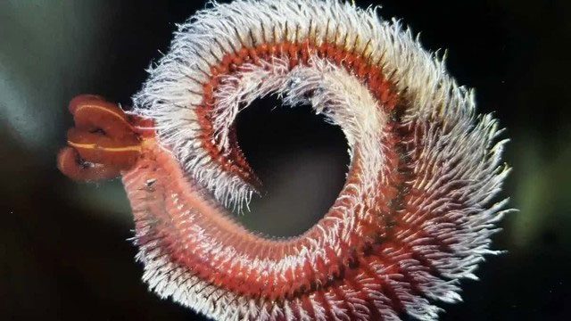 The reproductive ability of Pompeii worms is very poor.