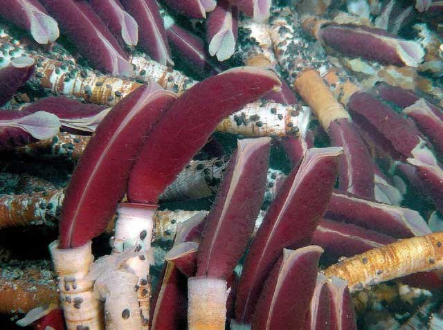 Pompeii worms have excellent adaptability.
