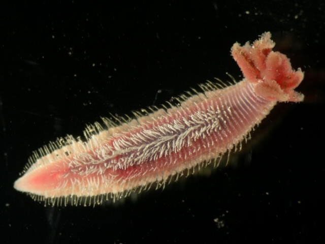 Pompeii worms have developed a complex and unique set of physiological mechanisms.