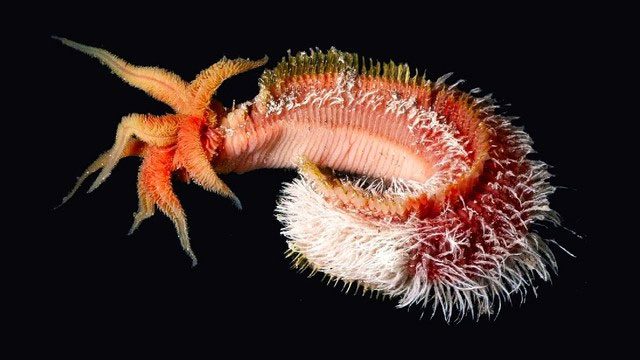 Pompeii worms were first discovered in the ruins of Pompeii, Italy