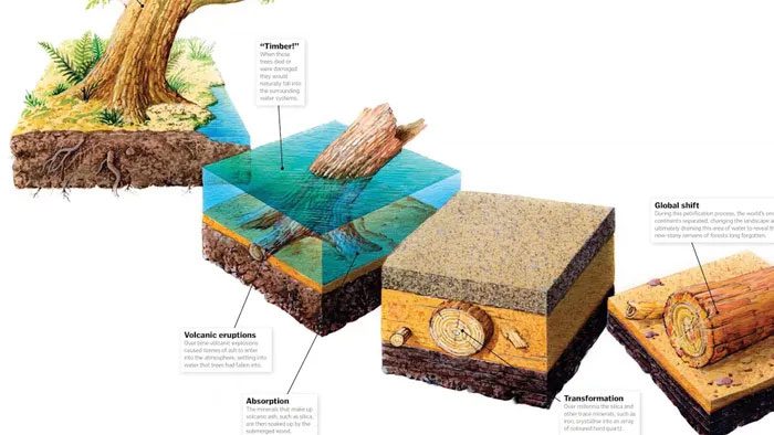 In areas where trees have been buried for millions of years, various minerals are found beneath the lava layer