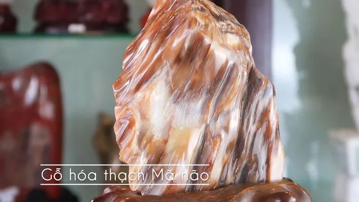 Agate petrified wood