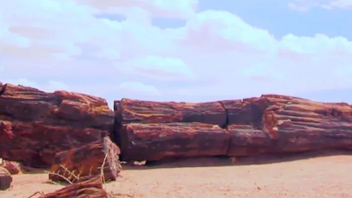 There are nearly a dozen different types of petrified trees worldwide, with many types yet to be identified