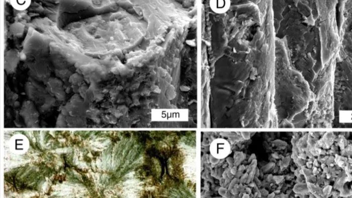 These minerals will permeate the wood's vascular system.