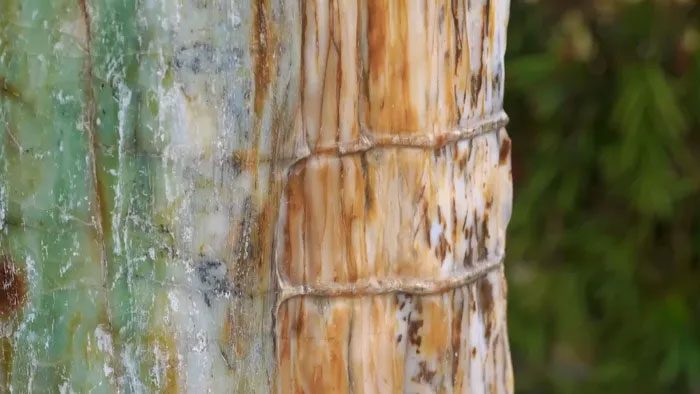 Depending on the minerals that replace the wood fibers, different types of petrified wood are formed