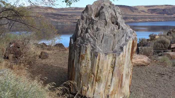 Petrified wood is currently found in many places around the world