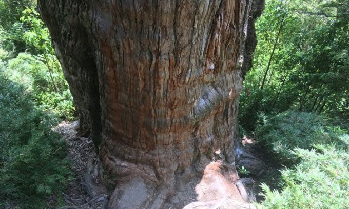 Great Grandfather tree with a diameter of 4m.