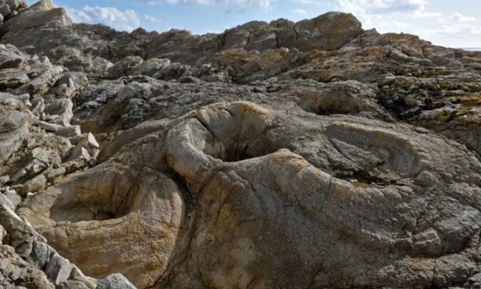 Fossilized tree stumps in the forest of Dorset.