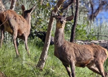 golden deer makes dramatic appearance australia 136873