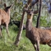 golden deer makes dramatic appearance australia 136873