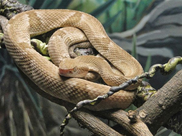 On Snake Island, there are up to 5 golden lancehead vipers per square meter