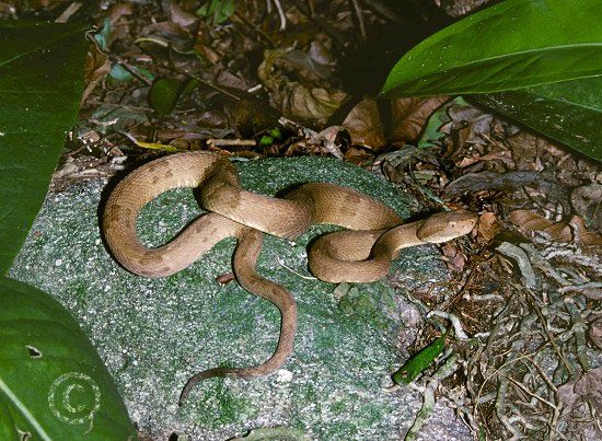 These snakes have evolved to possess extremely potent venom