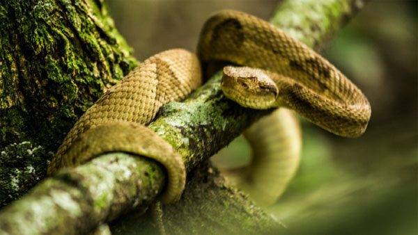 This species causes 90% of snakebite-related deaths in Brazil.