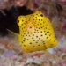 golden snapper weird square shaped fish 105654