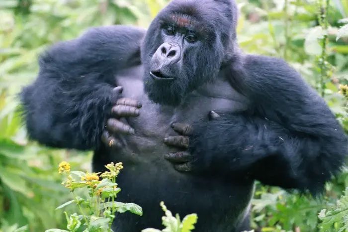 Gorillas (Gorilla)