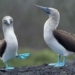 green legged blue bird attracts foreign species with unique hummingbird 137181