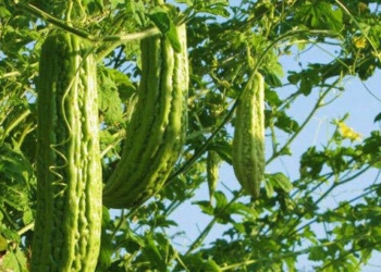 guide on how to plant cucumbers at home 72735