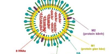 h5n1 vaccine will be ineffective against the pandemic 1398