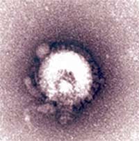 h5n1 virus