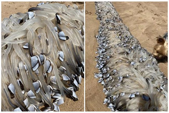  Image of the "odd creature" washed ashore at Horseshoe Beach in Port Elliot 