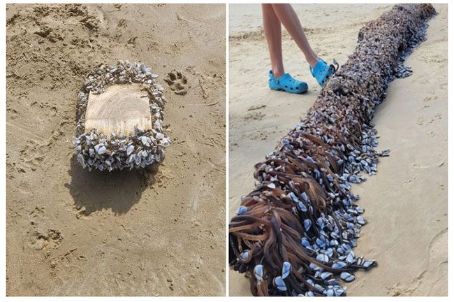 Image of gooseneck barnacles washed into local waters.