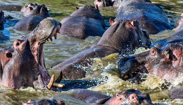 Hippopotamus dung has a significant impact on aquatic life