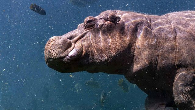 Hippopotamus dung causes water pollution