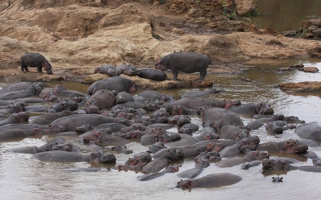 Hippopotamus dung contains higher ammonia concentrations than normal.