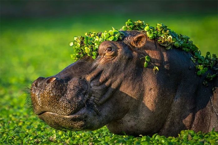 Hippopotamus