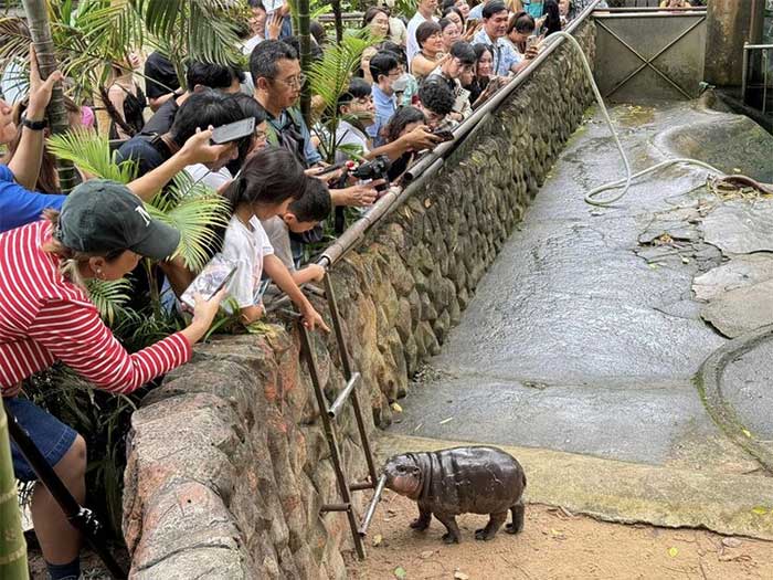 Visitor numbers at Khao Kheow Open Zoo have surged.